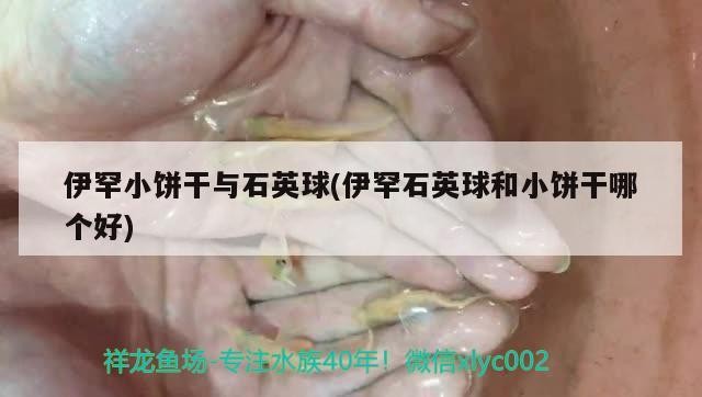 伊罕小餅干與石英球(伊罕石英球和小餅干哪個好)