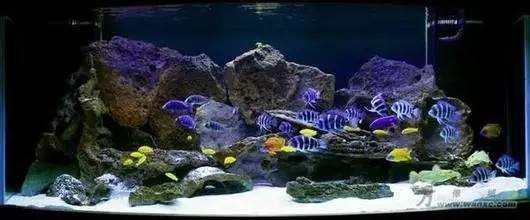 知名品牌魚缸排行（知名品牌魚缸排行榜）