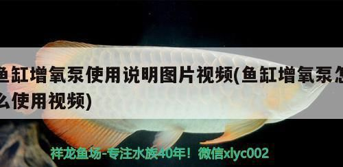 龍魚缸增氧泵需要一直開嗎vs祥龍魚場(chǎng)：龍魚缸增氧泵是否需要一直開啟