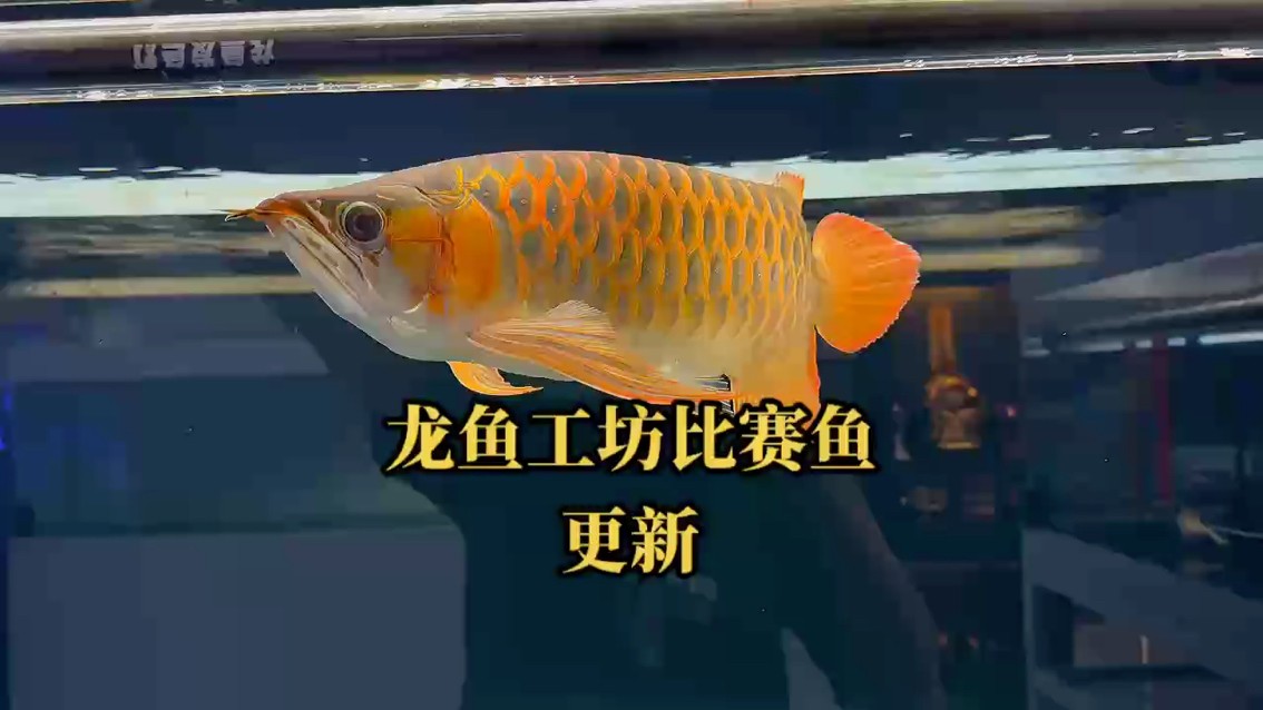 龍魚工坊品牌魚更新
