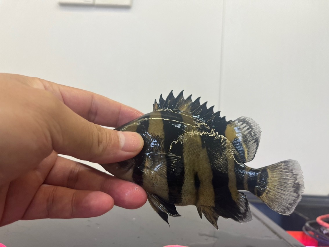 260買的帶雜三紋虎魚值不