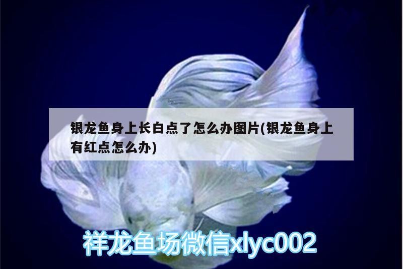 魚缸過濾器選購指南:自制魚缸過濾器魚缸上置過濾器對于養魚愛好者的必備知識 銀龍魚身上長白點了怎么辦圖片(銀龍魚身上有紅點怎么辦) 銀龍魚百科 銀龍魚身上長白點了怎么辦圖片(銀龍魚身上有紅點怎么辦) 銀龍魚身上長白點了怎么辦圖片(銀龍魚身上有紅點怎么辦) 銀龍魚百科