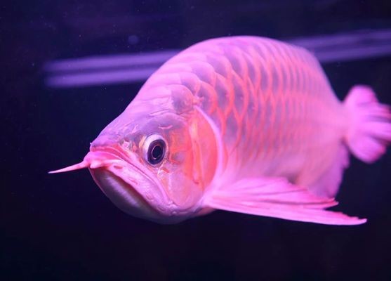 龍魚寄生蟲治療方法有哪些vs祥龍魚場：關于龍魚寄生蟲治療方法的相關內容