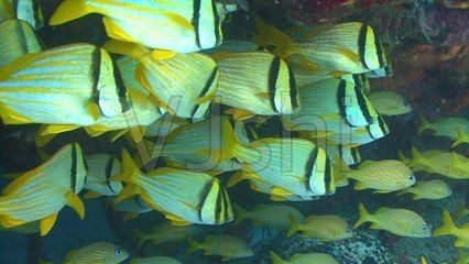 海缸觀賞魚視頻（關于海缸觀賞魚的視頻推薦）