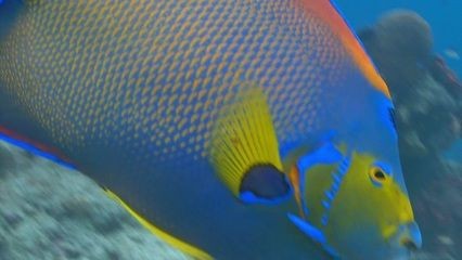 過背金龍魚是什么意思，24k金龍魚、24k金龍魚圖片大全高清圖片大全高清圖