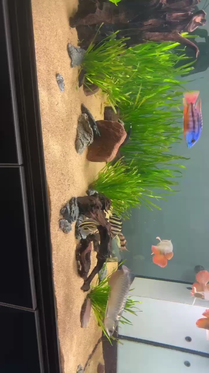 一去就忍不住要買魚！ 一去就忍不住要買魚！ 龍魚論壇