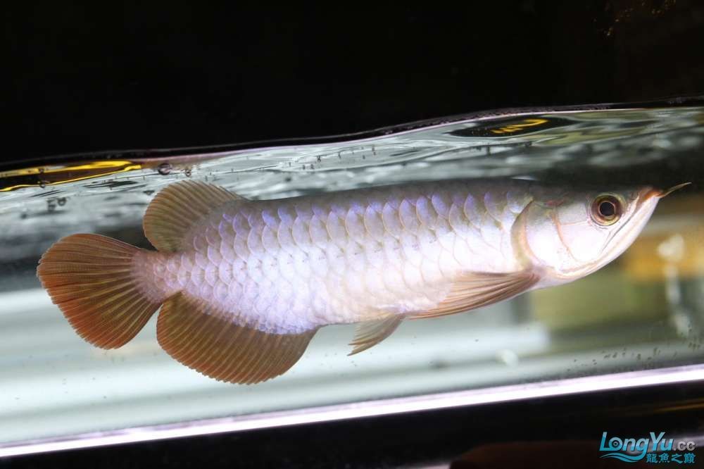 伊薩庫(kù)德魯斯紅龍魚(yú)怎么樣：伊薩庫(kù)德魯斯紅龍魚(yú)的飼養(yǎng)技巧
