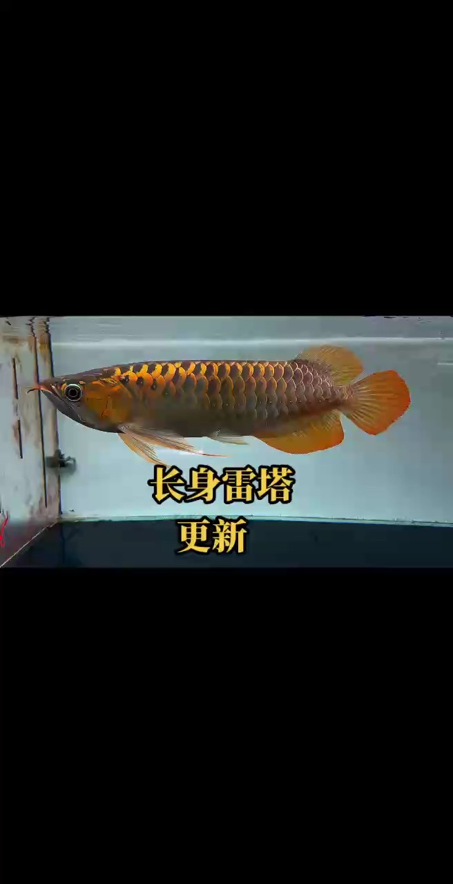 長身一米龍雷塔