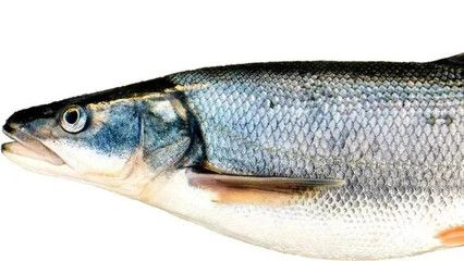 30種常見熱帶觀賞魚大白魚：30種常見熱帶觀賞魚品種