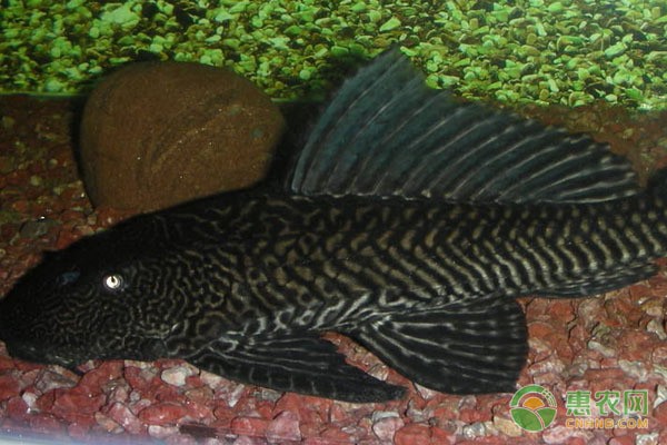 老魚匠加熱棒在水里顯示離水（老魚匠加熱棒顯示離水報警） 老魚匠加熱棒在水里顯示離水（老魚匠加熱棒顯示離水報警） 老魚匠