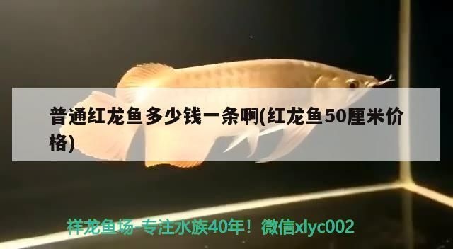 什么叫過背紅龍魚：如何挑選優(yōu)質(zhì)的過背紅龍魚