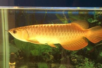 龍魚吃土霉素用量