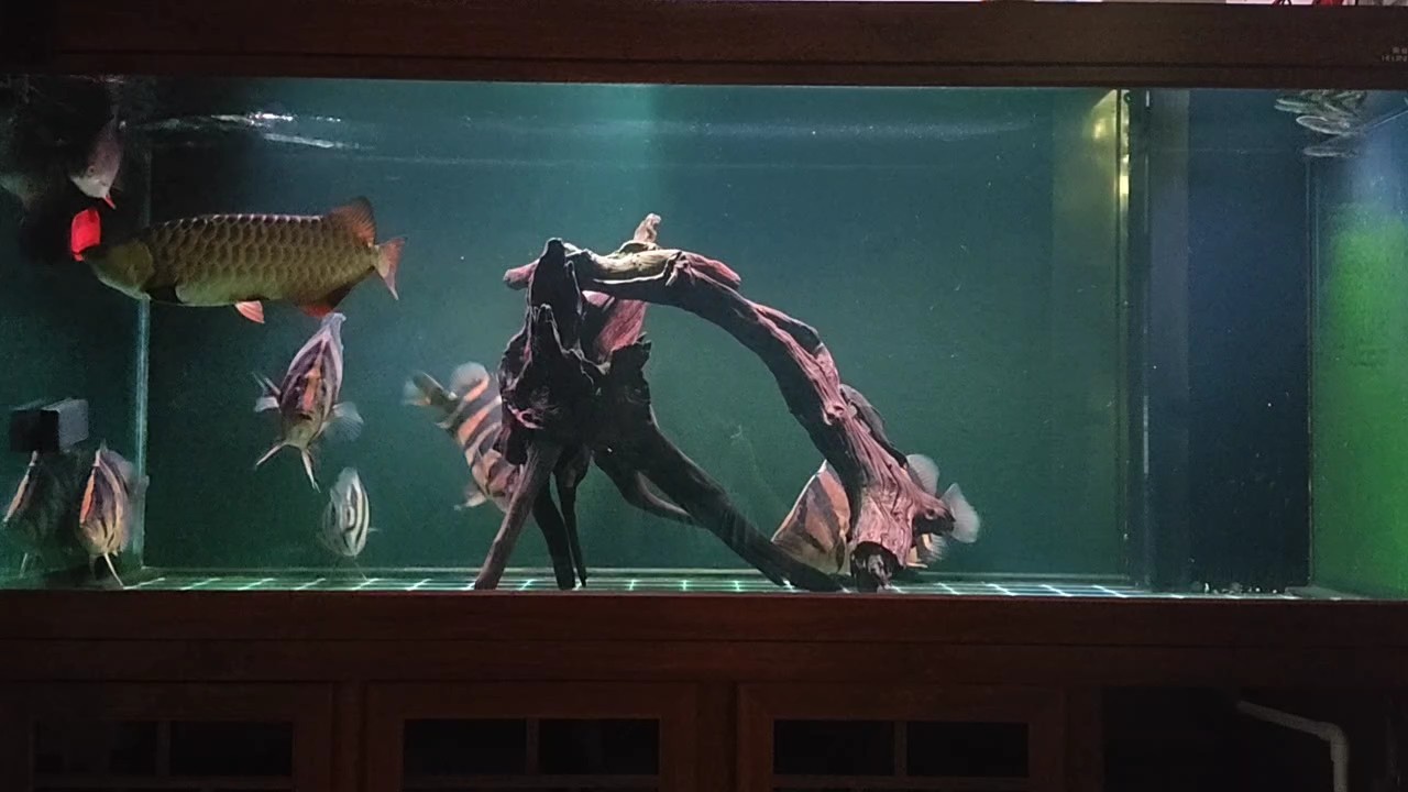 龍魚(yú)剛好一年了，記錄下 龍魚(yú)剛好一年了，記錄下 龍魚(yú)論壇