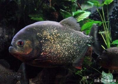 虎魚怎么區分品種：如何區分虎魚品種