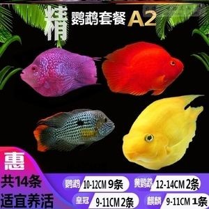 鷹潭可麗愛魚缸專賣店，打造您的水族藝術殿堂