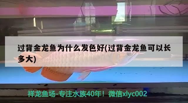 過背金龍魚為什么發色好(過背金龍魚可以長多大)