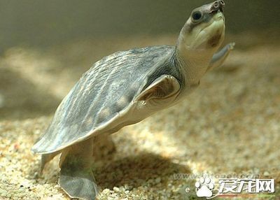 豬鼻龜 人工繁殖多久下蛋:豬鼻龜人工繁殖成功率是什么時候下蛋 豬鼻龜百科 第3張 豬鼻龜 人工繁殖多久下蛋:豬鼻龜人工繁殖成功率是什么時候下蛋 豬鼻龜 人工繁殖多久下蛋:豬鼻龜人工繁殖成功率是什么時候下蛋 豬鼻龜百科 第3張