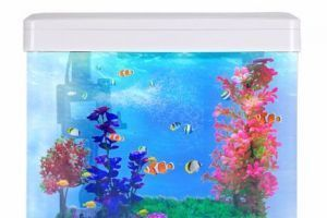50魚缸和60魚缸:50魚缸和60魚缸各有優缺點 魚缸百科 第1張 50魚缸和60魚缸:50魚缸和60魚缸各有優缺點 50魚缸和60魚缸:50魚缸和60魚缸各有優缺點 魚缸百科 第1張