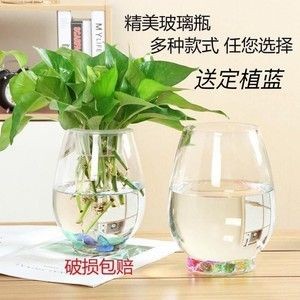 50魚缸和60魚缸：50魚缸和60魚缸各有優缺點 50魚缸和60魚缸：50魚缸和60魚缸各有優缺點 魚缸百科 第3張