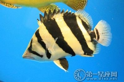 豬鼻龜身上長褐色苔：豬鼻龜如何治療