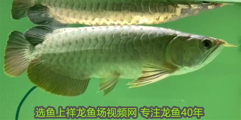 懷化可麗愛魚缸專賣店在哪里：懷化可麗愛魚缸專賣店，打造您的水族藝術空間