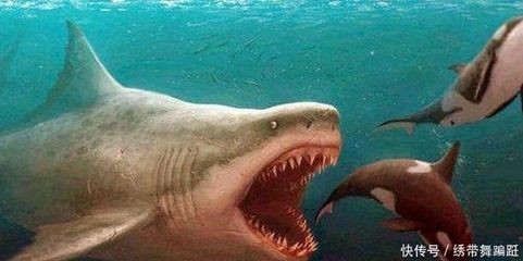 魟魚能餓死嗎：魟魚能餓死嗎？