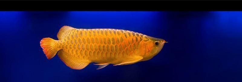 60魚缸什么魚群游：60厘米的魚缸適合養哪些魚，60魚缸養護需要注意什么