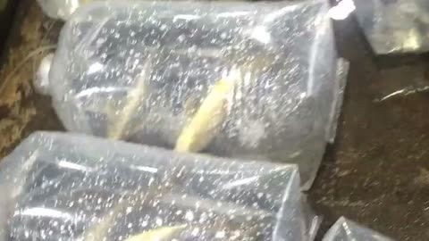 金頭過背金龍魚20厘米能繁殖嗎：金頭過背金龍魚在20厘米時還未達到性成熟的狀態