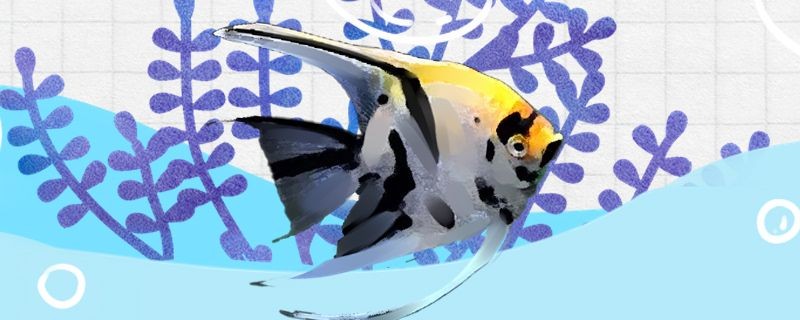 萍鄉哪里有魚缸賣的店啊電話（萍鄉花鳥魚市場在哪里）