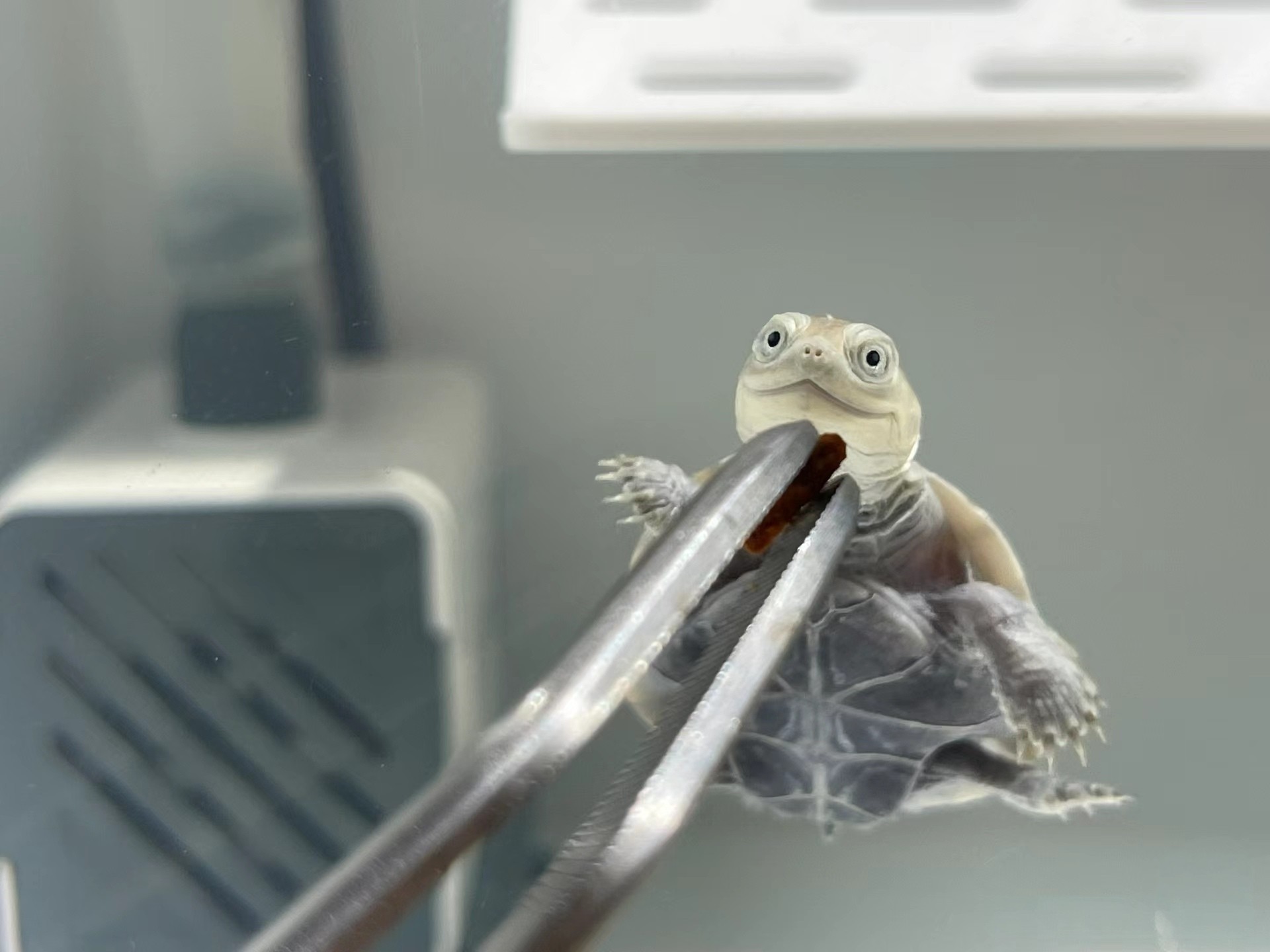 沼澤側頸龜龜