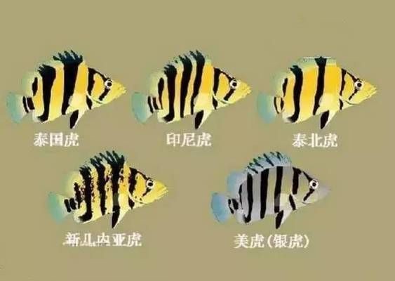 如何辨別泰國虎魚的品質，泰國虎魚品種特征對比，泰國虎魚選購注意事項