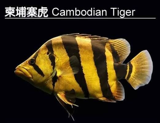 如何辨別泰國虎魚的品質，泰國虎魚品種特征對比，泰國虎魚選購注意事項