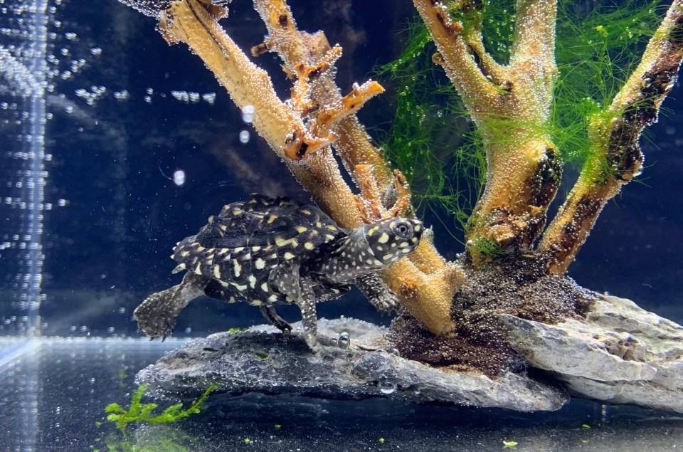 斑點池龜 龍魚論壇 第1張 斑點池龜 斑點池龜 龍魚論壇 第1張