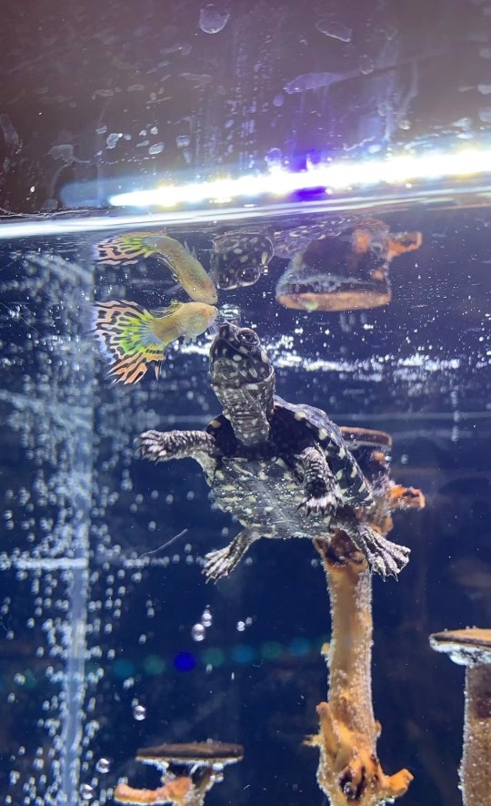 斑點池龜 龍魚論壇 第2張 斑點池龜 斑點池龜 龍魚論壇 第2張