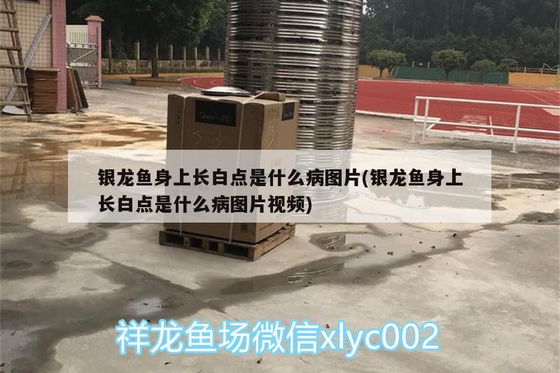 銀龍魚身上長白點(diǎn)是什么病圖片(銀龍魚身上長白點(diǎn)是什么病圖片視頻)