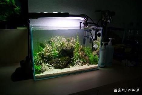 40厘米的魚缸造景多少錢：40厘米的魚缸造景價格是在80-200元之間