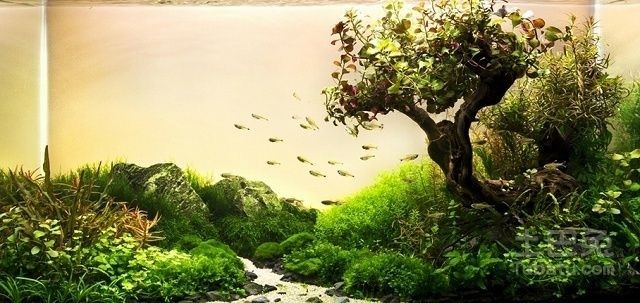 40厘米的魚缸造景多少錢：40厘米的魚缸造景價格是在80-200元之間