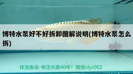 博特水泵好不好拆卸圖解說明(博特水泵怎么拆)