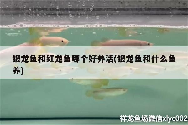 銀龍魚和紅龍魚哪個好養(yǎng)活(銀龍魚和什么魚養(yǎng))