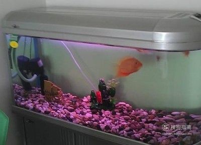 浮萍魚缸缺氧怎么辦 浮萍魚缸缺氧怎么辦 觀賞魚百科