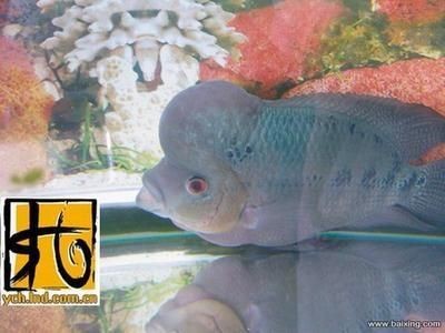 星點金龍魚飼養環境要求：星點金龍魚水溫調控技巧