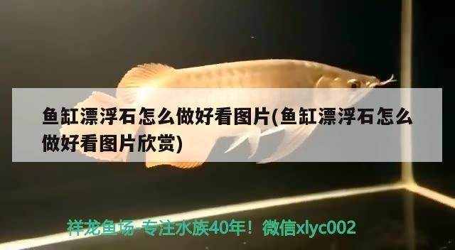 泰龐海鰱魚魚缸布置技巧，泰龐海鰱魚飼料選擇指南，