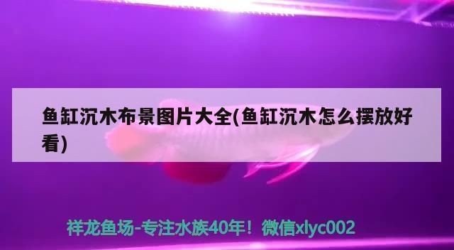 泰龐海鰱魚魚缸布置技巧，泰龐海鰱魚飼料選擇指南，