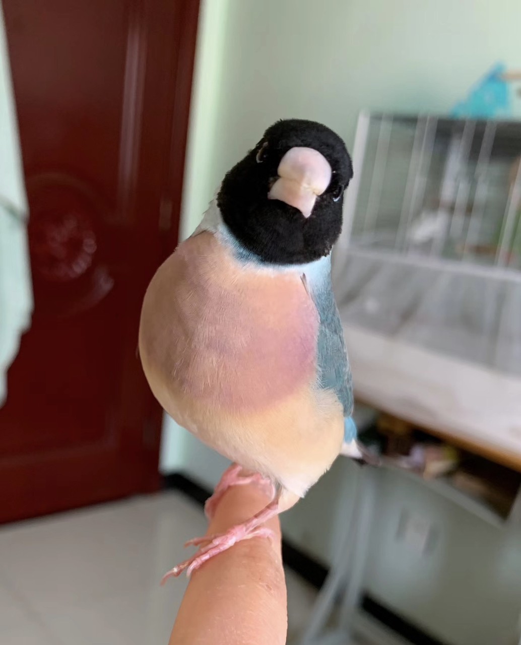 七彩文鳥