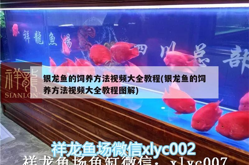 小型魚 銀龍魚的飼養方法視頻大全教程(銀龍魚的飼養方法視頻大全教程圖解) 銀龍魚百科 銀龍魚的飼養方法視頻大全教程(銀龍魚的飼養方法視頻大全教程圖解) 銀龍魚的飼養方法視頻大全教程(銀龍魚的飼養方法視頻大全教程圖解) 銀龍魚百科