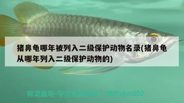 豬鼻龜哪年被列入二級保護動物名錄(豬鼻龜從哪年列入二級保護動物的)