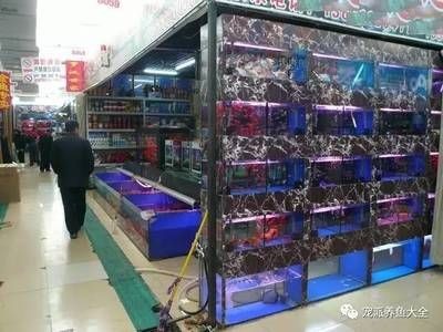 觀賞魚巿場（觀賞魚市場發(fā)展前景如何？）