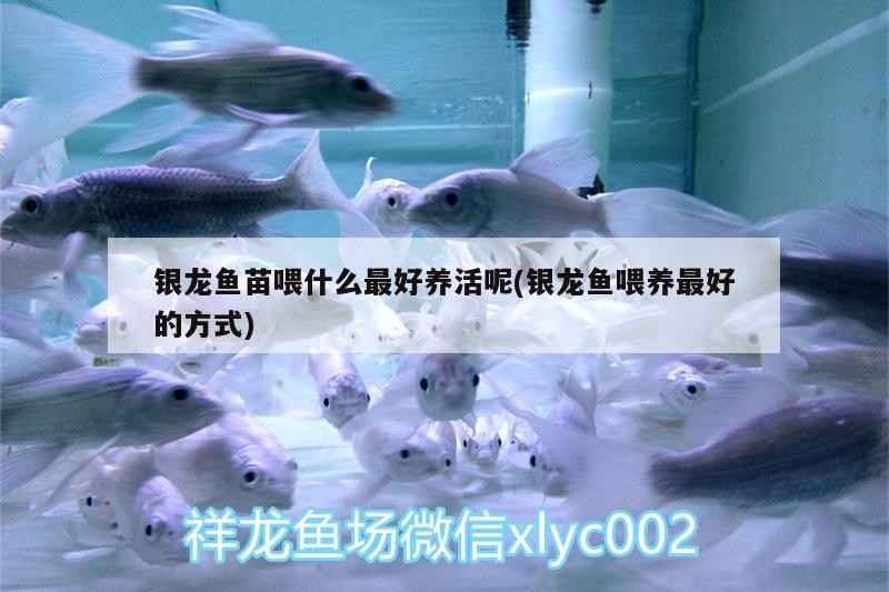 銀龍魚苗喂什么最好養活呢(銀龍魚喂養最好的方式)