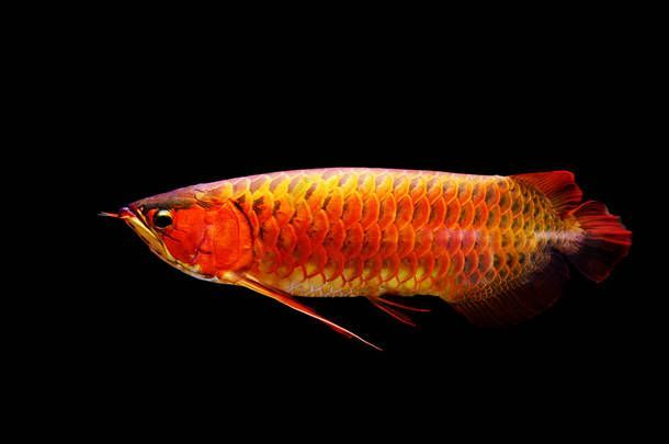 老孫龍魚 背景介紹圖：老孫龍魚的相關視頻