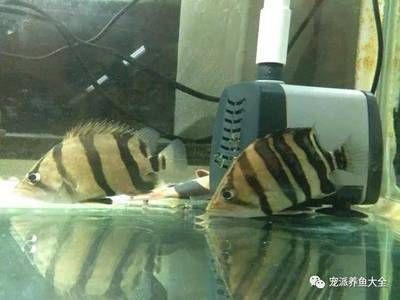 虎魚吧 百度貼吧官網：虎魚吧百度貼吧